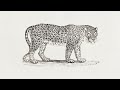 2 Hours Leopard Screensaver 4K Animal Fine Art For TV Traditional Wildlife Nature Art Wallpaper