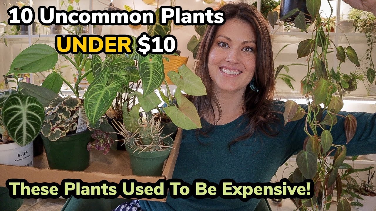 Where can I buy super cheap plants? Life Set Go