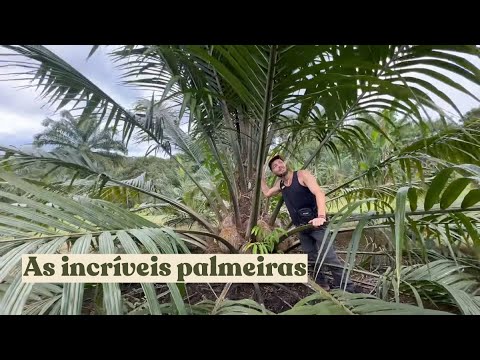 Pindorama is Here: I discovered the guardians of Brazil's palm trees.