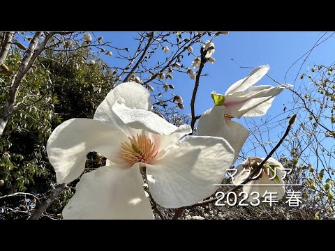 園芸 夏マグノリア、大輪マグノリア