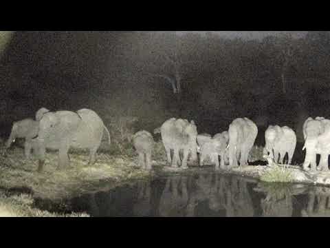 Djuma: Same or another breeding herd of elephants quinching their thirst? - 19:09 - 07/19/18