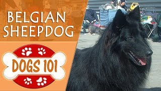 Dogs 101 - BELGIAN SHEEPDOG - Top Dog Facts About the BELGIAN SHEEPDOG