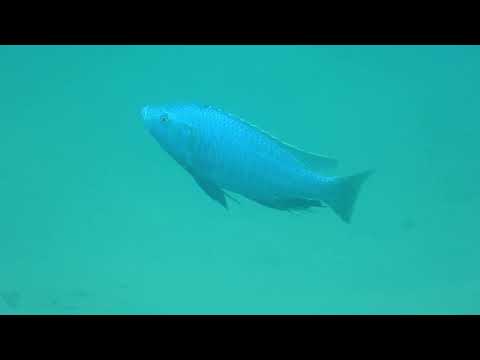 Dimidiochromis kiwinge a Mbowe Islands