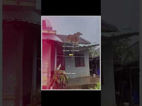 #love #vahicles #animalsong #drawing #catsong #cat #art #childrenssong #music #answer