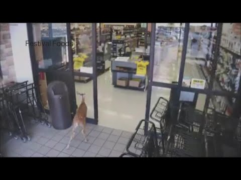 Deer Wanders Into Liquor Store