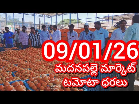09-01-26 Madanapalle Tomato Market price Today || Today Tomato Market Rate in Madanapalle #today