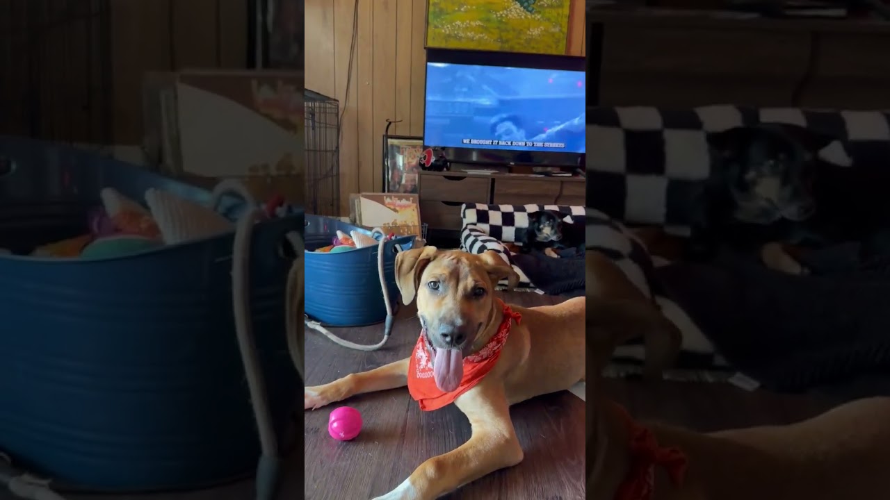 Enlarge Curry, a Adoptable mixed breed in Whittier, CA video 5/5