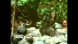 The  "Flores Man ": nicknamed the " Hobbit " !