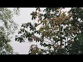 Rain Sound Rainy Day Rain Status Rain Scenery Natural Rain Voice Nature Rian Barish