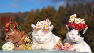 Дети цветов