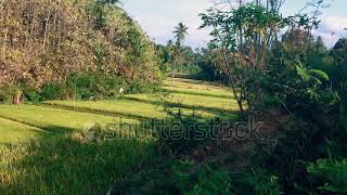 Sunny Windy Afternoon In The Farm Fields Of The Village