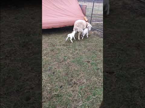 Rejected lamb TRICKS the mom to nurse