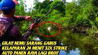 Download lagu GILA!! Nemu sarang ikan gabus 24 menit strike 32 x || Casting ikan gabus di hutan pedalaman mp3