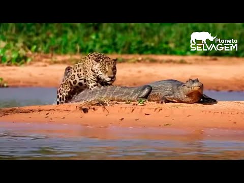 ONÇA-PINTADA ATACA JACARÉ - PLANETA SELVAGEM