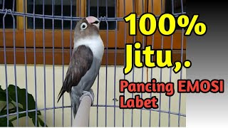 Download lagu 100% JITU Pancing EMOSI LABET, Suara Lovebird Gacor Ngetik Sambung Ngekek Panjang Mantab mp3