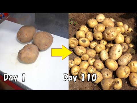 , title : 'スーパーで買ったじゃがいもの再生栽培 / How to regrow potatoes from store-bought potatoes'