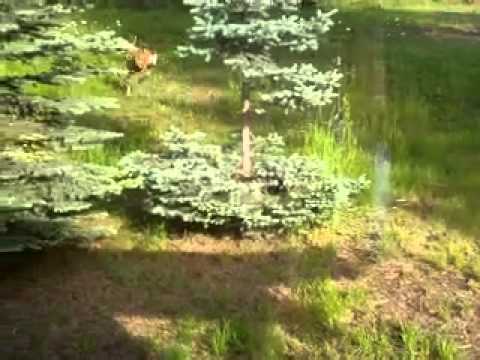 Baby Deer Jumping Kimberley June 2013