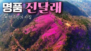 진달래 명산, 천주산의 아침  2025.4.10 #개화율70%  #천주산진달래 #고향의봄