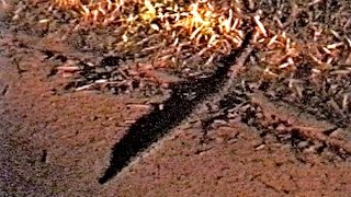 preview picture of video 'Shy Snake Crossing Road, Night-Time in Sri Lanka'