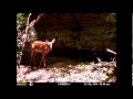 Trail Camera Photos Deer And 1 Unknown Animal At Very Beginning What Is It