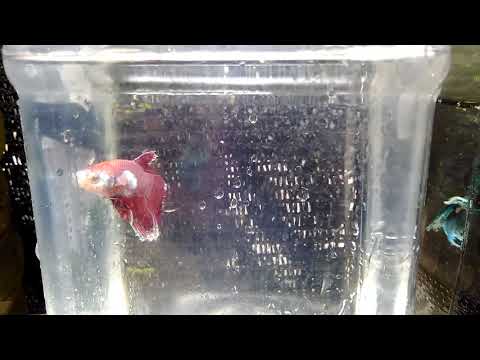 BETTA FISH IN TRIVANDRUM .. Elephant ear fish