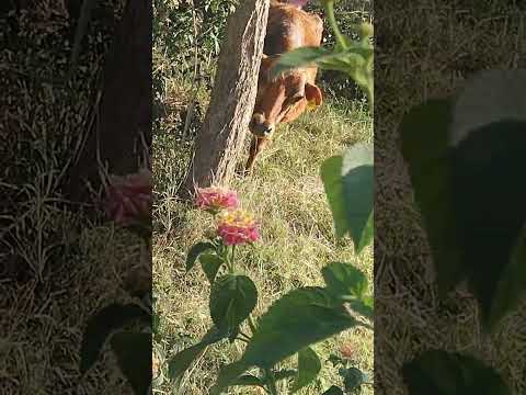 #sohani with her friend 🫂🫂🫂🫂😄😄😄