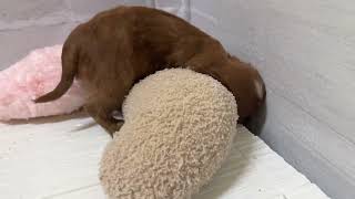 キャバリアの動画01