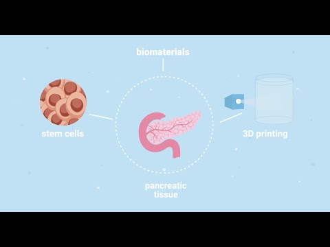 ENLIGHT - bioprinted pancreas model for testing diabetes medication