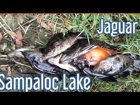 Fishing @ Sampaloc Lake