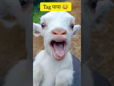 Tag पापा 😂 l #youtube #funny #short #papa @Thezoo_show