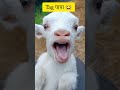Tag पापा L Youtube Funny Short Papa Thezoo Show