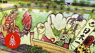 日本農夫以水稻種植創作巨幅畫作 令人讚嘆
