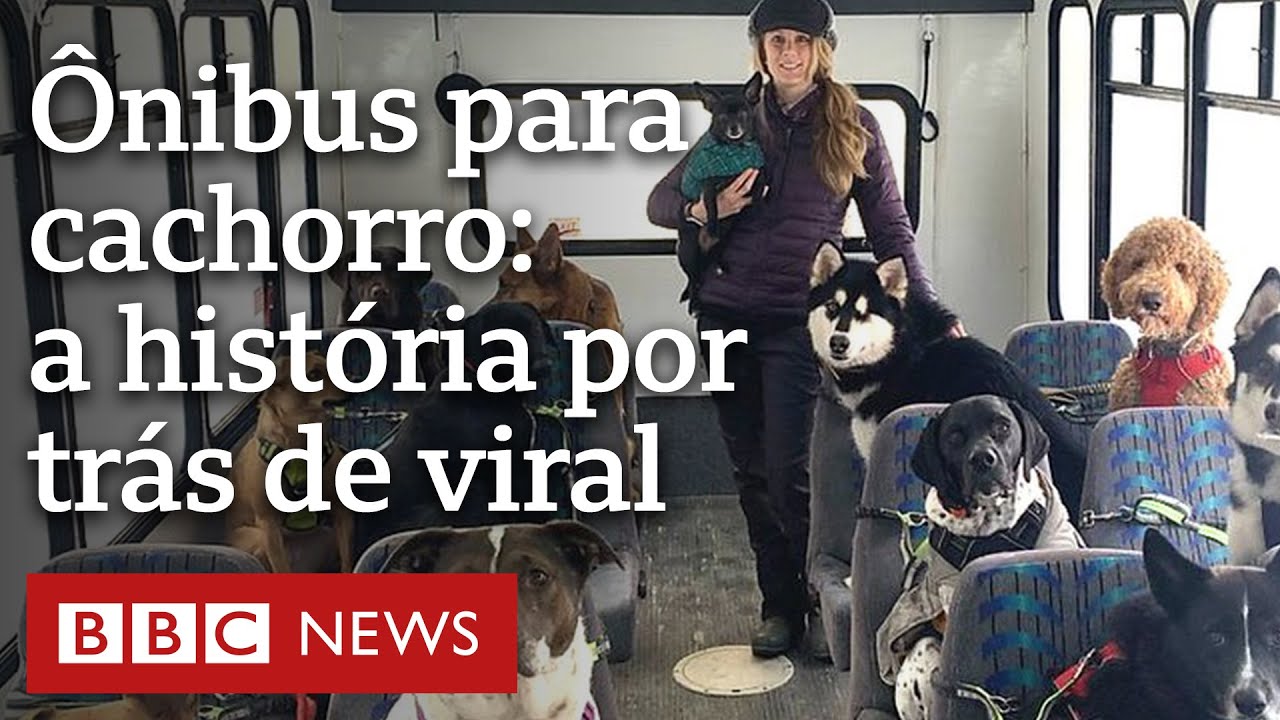Casal viraliza ao levar cães para passear de ônibus no Alasca
