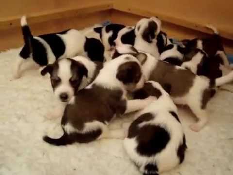 Bellenb GWurf am Sa 31Mai 009