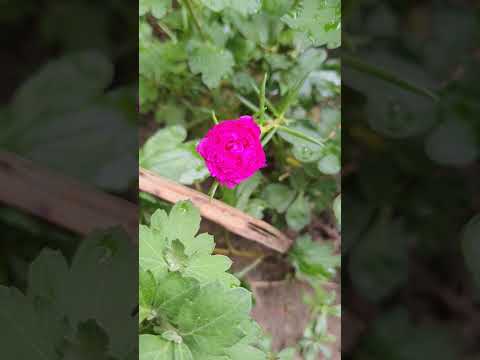 #nature #flowers #floweringplant #journeywithjyotsna #flower #journeywithdipankar #garden #plants