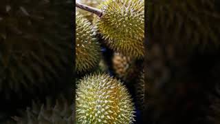 ¿Por qué está prohibido comer esta fruta en público