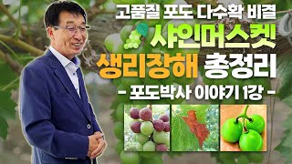 샤인머스켓 생리장해 총정리! 흑변현상부터 기형, 시듦증상까지 - 포도대장 포도박사 이야기 1강