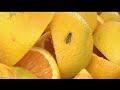 Bee Sting Reactions You Should Pay Attention To