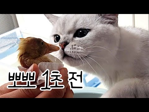 , title : '공룡으로 진화 중 (인디언러너덕&발리덕 부화 7일차)'