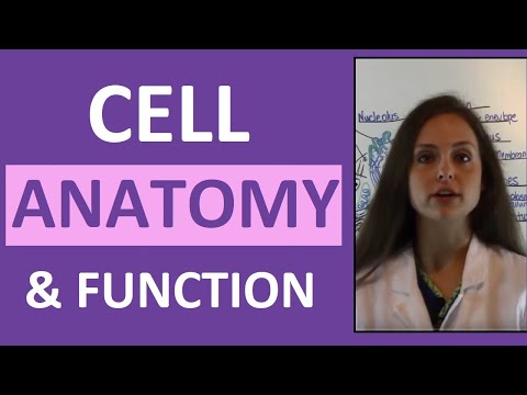 Cell Anatomy & Physiology: Cell Structure and Function Overview for Students