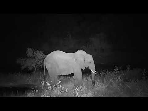 Djuma: Elephants drinking and can be heard breaking tree limbs - 00:12 - 06/09/20