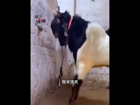 如果一下撞不倒那就再来一下