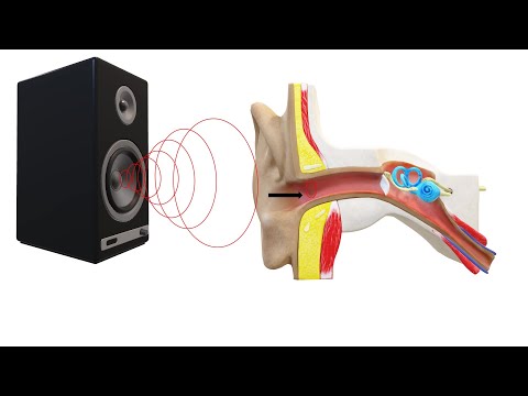 Audição humana, você sabe como nosso ouvido funciona?