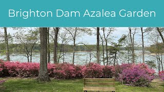 2025 Brighton Dam Azalea Garden