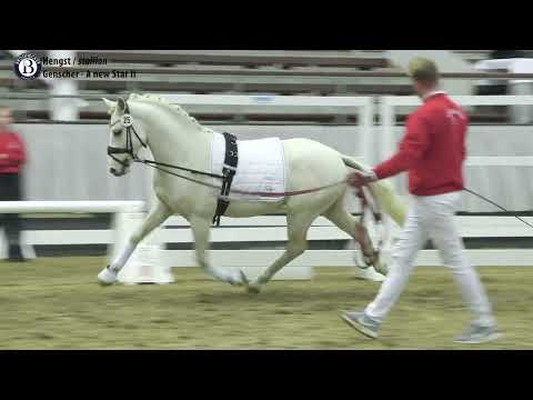 Reitpony-Hengst Grand Coeur - 2019 geb. (Genscher x A New Star II)