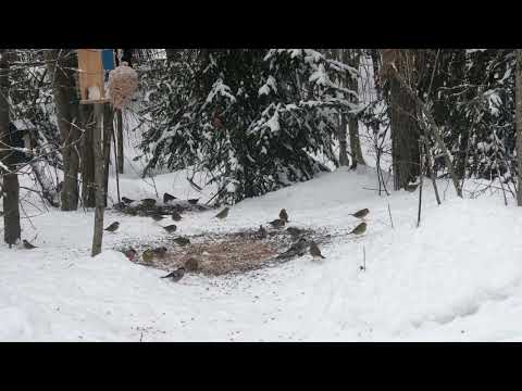 2024-01-26 Tallrotsgatans fågelmatning, ”Vinterfåglar inpå knuten.