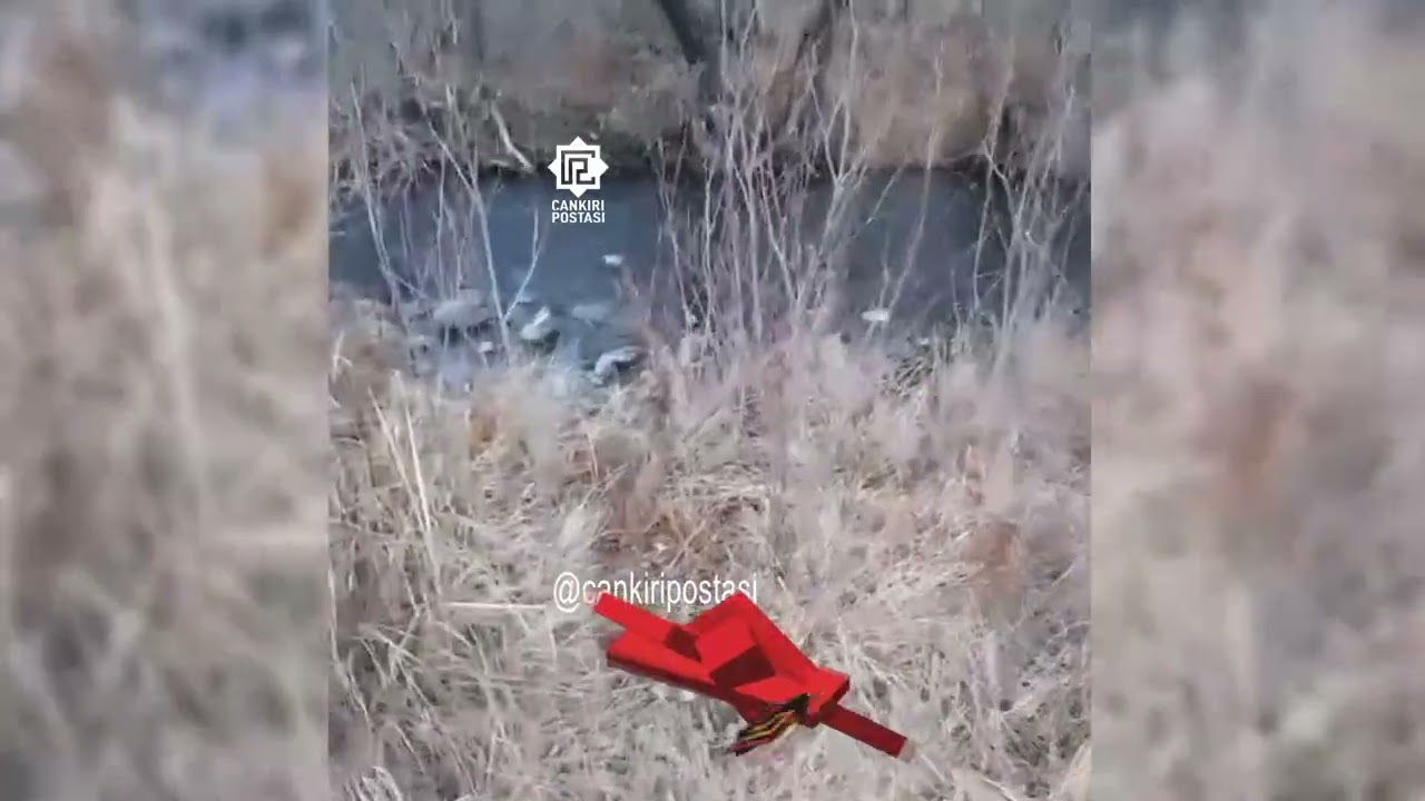 Çankırı’da nadir görülebilen vaşak görüntülendi