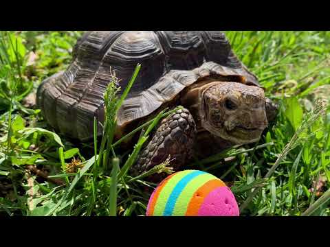 53-Year Old Tortoise Whose Owner Died of COVID19 Gets Adopted