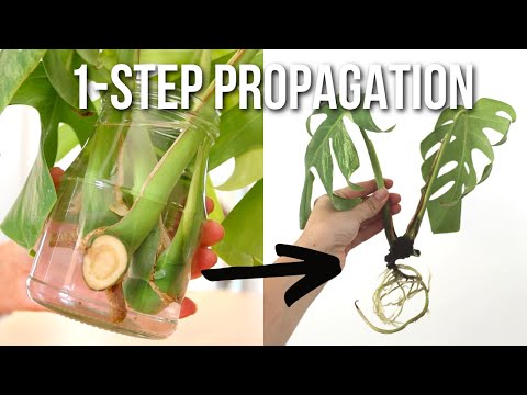 HOW TO PROPAGATE MONSTERA DELICIOSA PLANT IN WATER