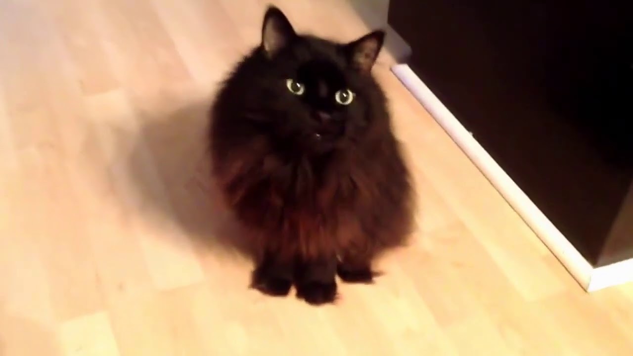 Maxwell the cat attacks again